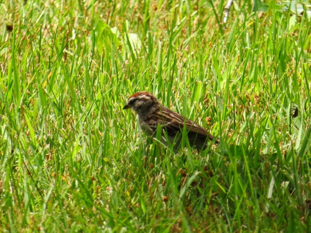 Hungry chipping sparrow searching for lunch.
