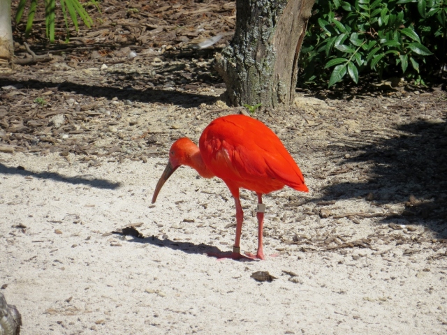 Red ibis