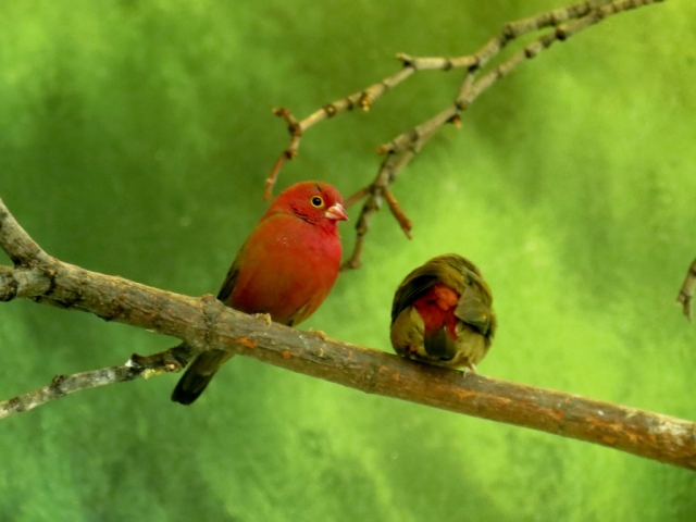 Pretty tropical birds - I don't know what kind. :)