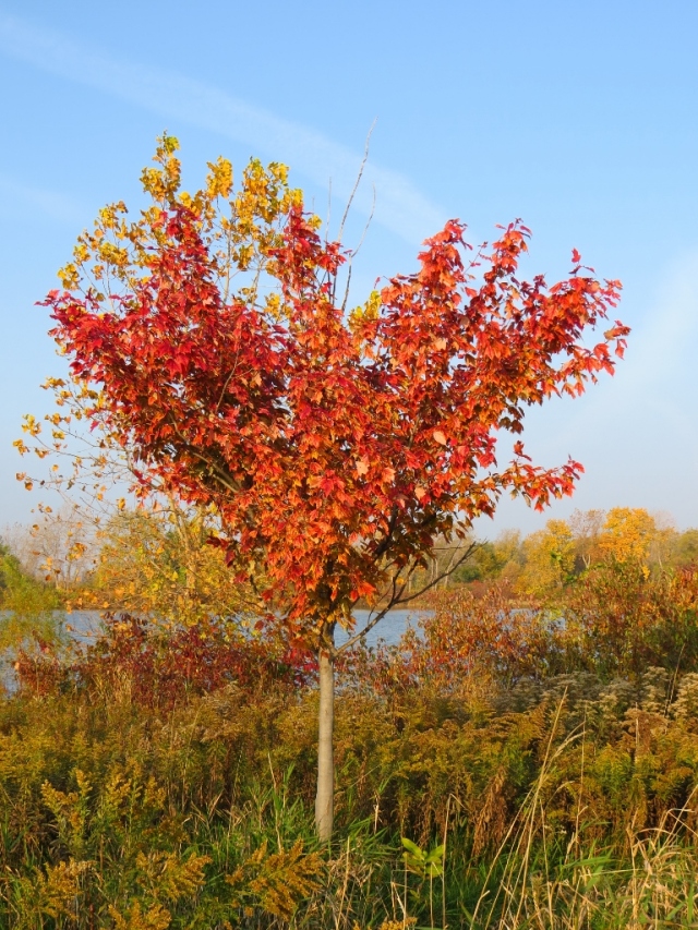 A young tree blazing with color.