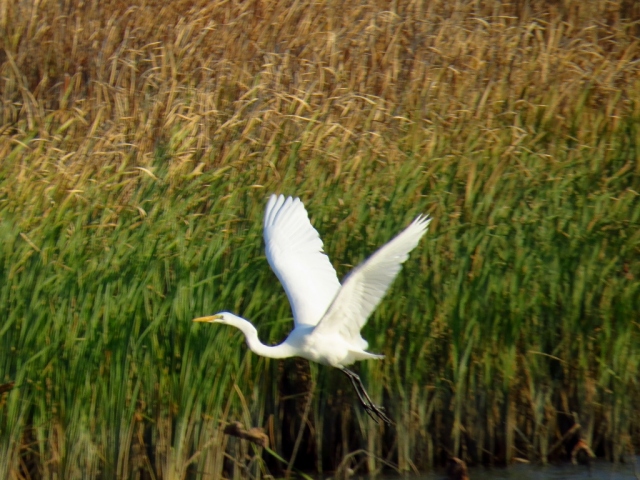 Snowy egret taking off from Sandy Creek.