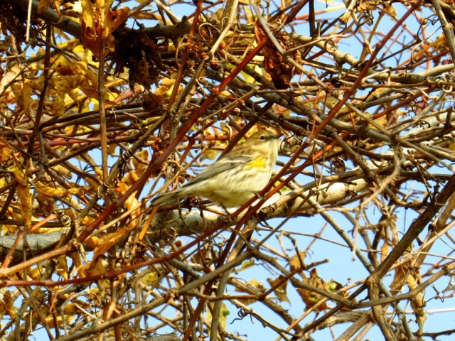 Confusing fall warbler.