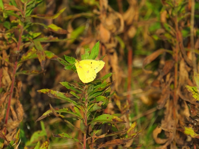 Pretty yellow butterfly.