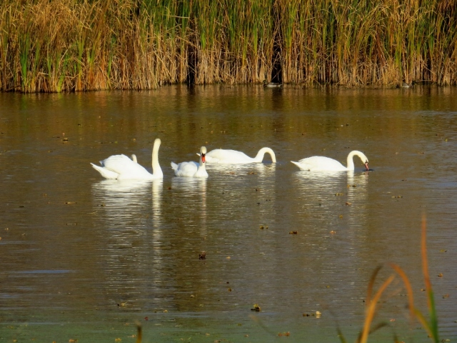 Family of mute swans.