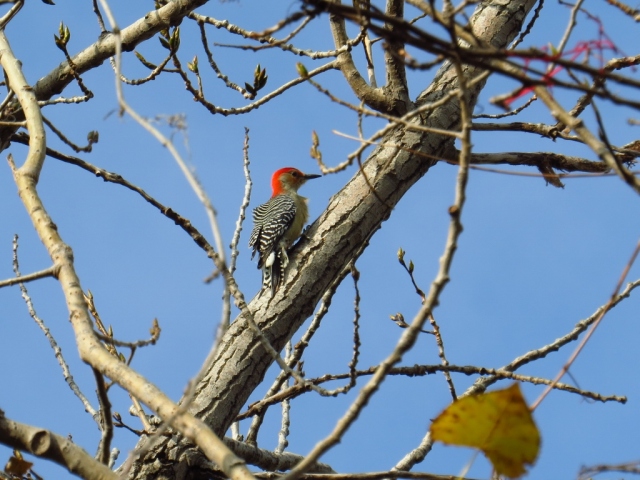 Red-bellied woodpecker.
