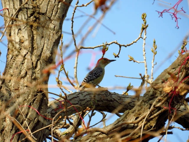 Red-bellied woodpecker looking for lunch.