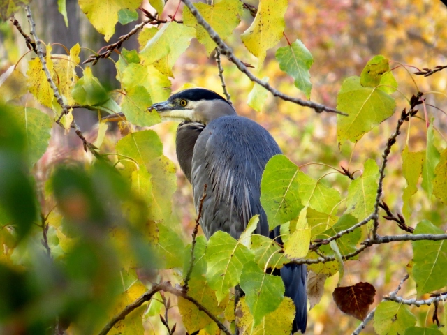 Great blue heron hiding from my camera.