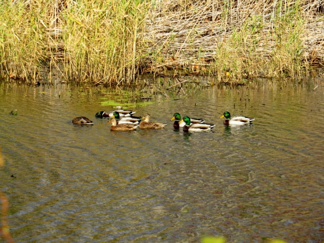 Mallard ducks.