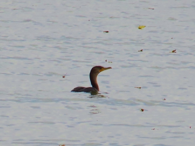 Double-crested cormorant.