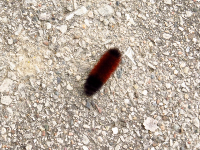Wooly bear caterpillar predicting a mild winter.