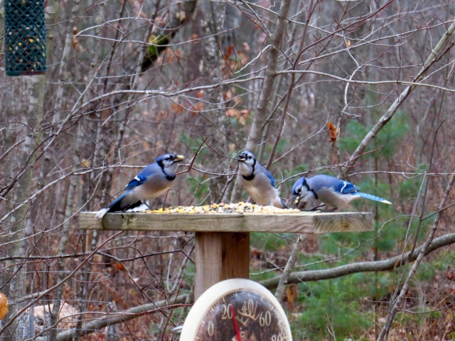 Blue jays chowing down as quickly as possible.