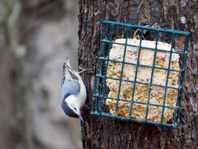 White-breasted nuthatch on the suet.