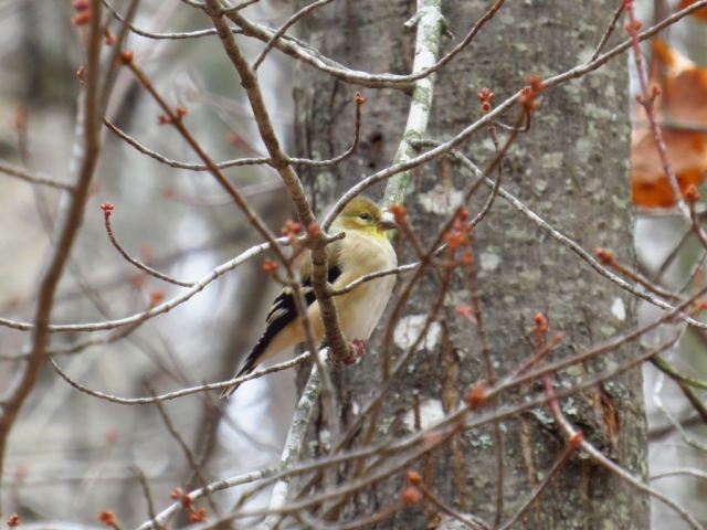 Winter-ready goldfinch.
