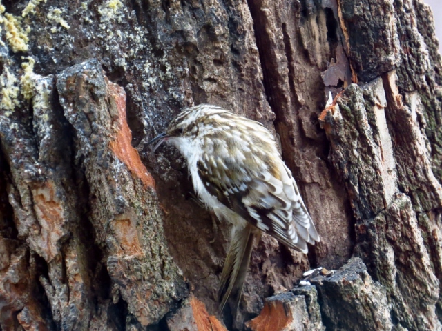 Brown creeper finds the bark butter.