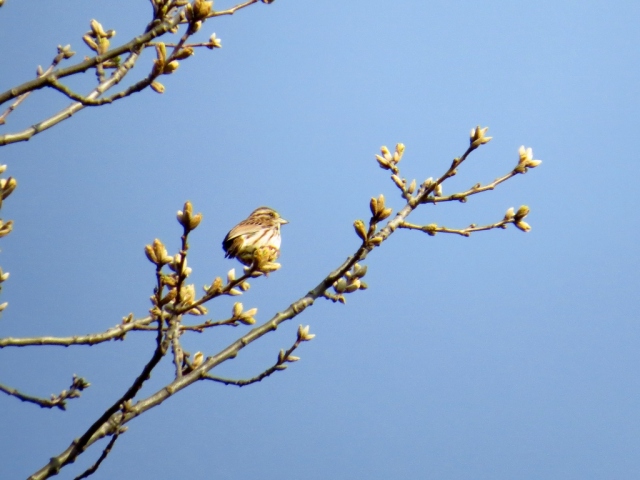 Song sparrow in the oak tree.
