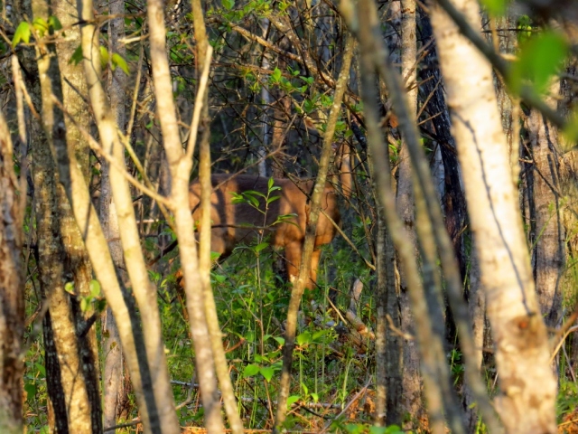 White-tailed deer hiding.